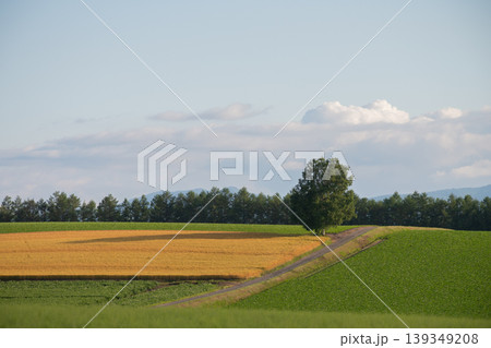 夏の畑作地帯と畑の立つシラカバの木 夏の畑作地帯と畑の立つシラカバの木 139349208
