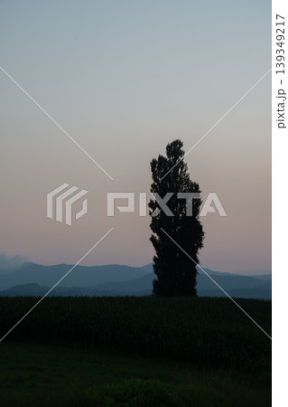美しい夕暮れの空とポプラのシルエット 美しい夕暮れの空とポプラのシルエット 139349217