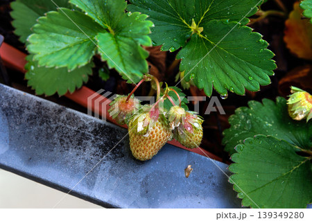 Unripe strawberries hanging over a metal balcony railing, surrounded by strawberry leaves and a planter box. Unripe strawberries hanging over a metal balcony railing, surrounded by strawberry leaves and a planter box. 139349280