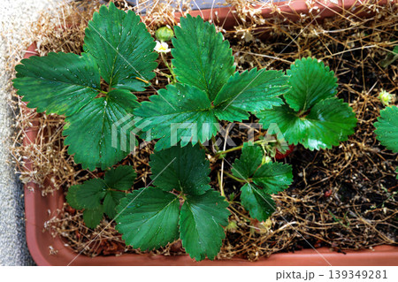 Top view of strawberry plants growing in a rectangular balcony planter box with soil and green leaves Top view of strawberry plants growing in a rectangular balcony planter box with soil and green leaves 139349281