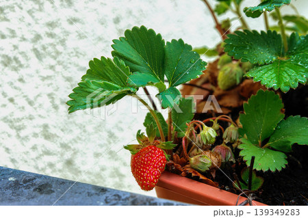 Close up of a ripe red strawberry growing in a balcony planter box beside a metal railing. Urban home gardening and homegrown food Close up of a ripe red strawberry growing in a balcony planter box beside a metal railing. Urban home gardening and homegrown food 139349283
