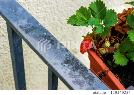 Close up of a ripe red strawberry growing in a balcony planter box beside a metal railing. Urban home gardening and homegrown food 139349284