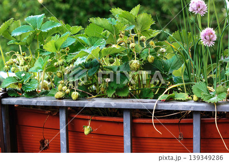 Balcony planter boxes filled with strawberry plants and blooming chive flowers behind a metal railing Balcony planter boxes filled with strawberry plants and blooming chive flowers behind a metal railing 139349286