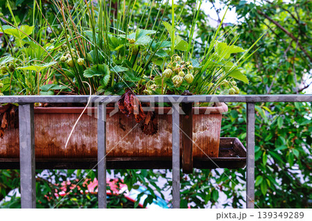 Balcony garden with strawberry plants growing in planter boxes behind a metal railing, showing clusters of green unripe berries Balcony garden with strawberry plants growing in planter boxes behind a metal railing, showing clusters of green unripe berries 139349289