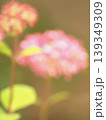 あじさい 139349309