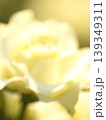 白薔薇 139349311