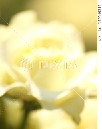 白薔薇 白薔薇 139349311