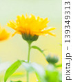 きんせんか 139349313