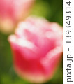 赤いチューリップ 139349314