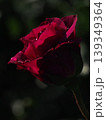 赤い薔薇 139349364