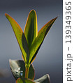 若芽 139349365
