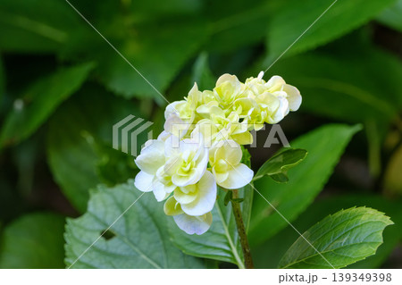 緑の葉に包まれた白と淡い黄色の紫陽花の一輪 緑の葉に包まれた白と淡い黄色の紫陽花の一輪 139349398
