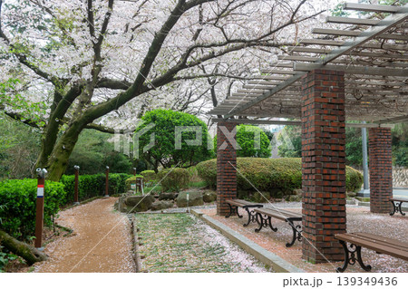 Haeundae Dalmaji-Gil Road park with cherry blossom, Busan Haeundae Dalmaji-Gil Road park with cherry blossom, Busan 139349436