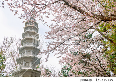 pagoda by pink cherry blossom at Haedong Yonggungsa temple, Busan pagoda by pink cherry blossom at Haedong Yonggungsa temple, Busan 139349439