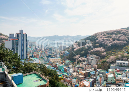 Top view of Gamcheon Village wth cherry blossom, Busan 139349445