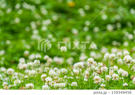 草原に群生する白いシロツメクサの花畑 139349456