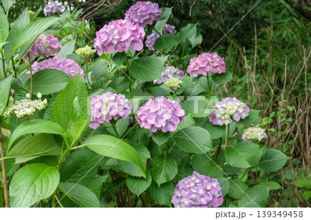 鮮やかに色づいたピンクの紫陽花と豊かな葉 139349458