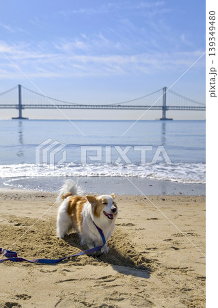 Happy Pembroke Welsh Corgi on Gwangalli Beach, Busan 139349480
