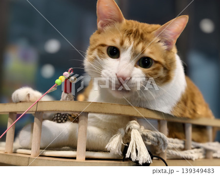 Cute ginger and white tabby cat on shelf play stick toy balls Cute ginger and white tabby cat on shelf play stick toy balls 139349483