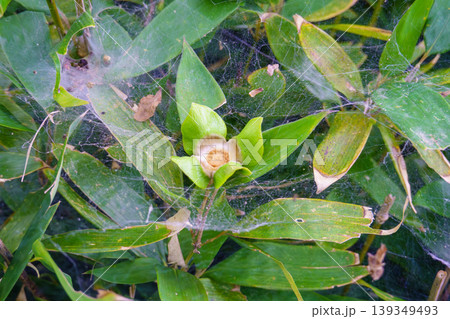 笹の葉に広がる蜘蛛の巣と植物の芽 139349493