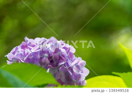 柔らかな緑を背景に咲く紫色の紫陽花 139349528