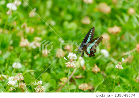 シロツメクサの蜜を吸うアオスジアゲハ 139349574