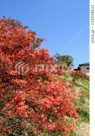 葛城山高原・ツツジ 葛城山高原・ツツジ 139349632