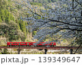 桜のトンネルを走る 139349647