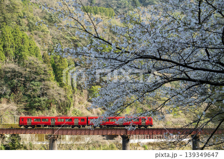 桜のトンネルを走る 桜のトンネルを走る 139349647