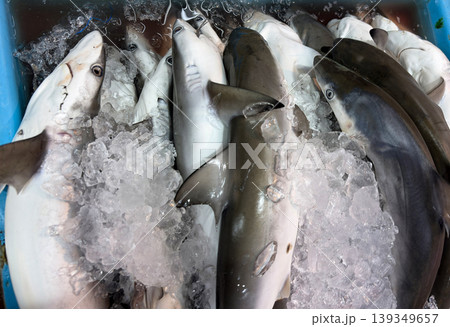 Fresh shark catch grouped together representing endangered sharks and serious extinction threat. Fresh shark catch grouped together representing endangered sharks and serious extinction threat. 139349657