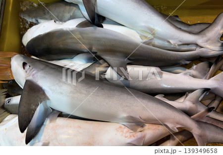 Fresh shark catch displayed at seafood market representing endangered sharks and urgent extinction risk. Fresh shark catch displayed at seafood market representing endangered sharks and urgent extinction risk. 139349658
