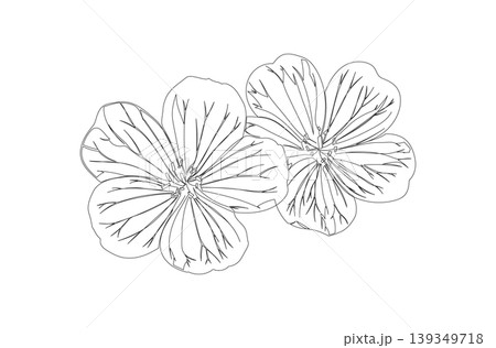 Continuous One Line Drawing of Bloody Cranesbill Flower eps10 Continuous One Line Drawing of Bloody Cranesbill Flower eps10 139349718