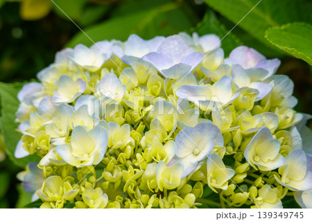 白から水色へ色づく途中の瑞々しい紫陽花 白から水色へ色づく途中の瑞々しい紫陽花 139349745