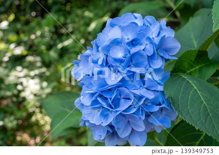 鮮やかなブルーが目を引く満開の紫陽花 139349753