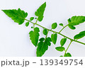 ミニトマトの葉のクローズアップ - 植物の生命力と自然のデザイン 139349754