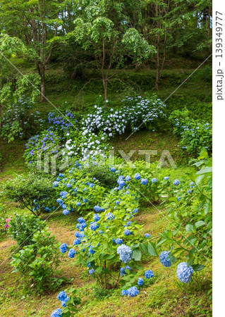 斜面に美しく咲き誇る青と紫の紫陽花の群生 斜面に美しく咲き誇る青と紫の紫陽花の群生 139349777