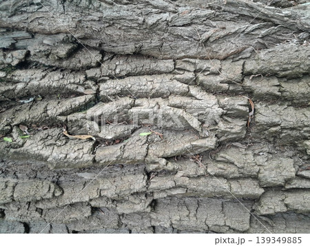 Old Tree Trunk with Rough Bark Texture Old Tree Trunk with Rough Bark Texture 139349885