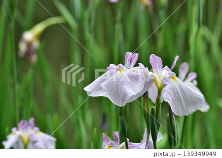 平安神宮西神苑　白虎池の花菖蒲(京都市左京区) 139349949
