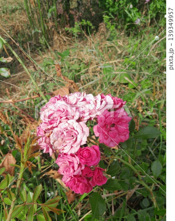 Close-up of a Pink Roses in Full Bloom Against Green Foliage Background Close-up of a Pink Roses in Full Bloom Against Green Foliage Background 139349957