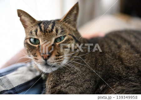 寛ぐキジトラ猫 寛ぐキジトラ猫 139349958