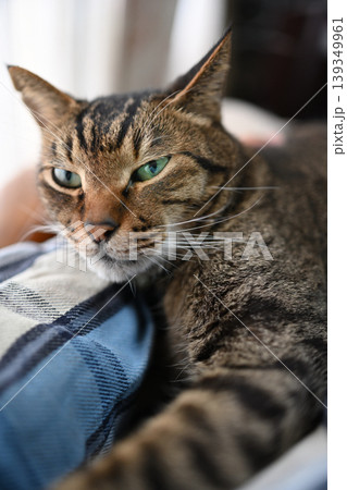 寛ぐキジトラ猫 寛ぐキジトラ猫 139349961