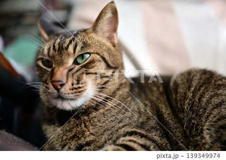 寛ぐキジトラ猫 寛ぐキジトラ猫 139349974