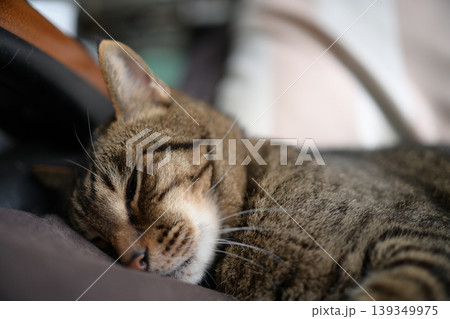 寛ぐキジトラ猫 寛ぐキジトラ猫 139349975