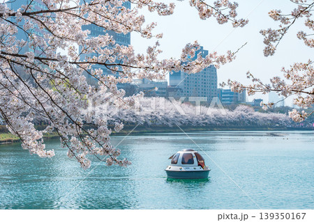 Seoul, South Korea - Apr. 02, 2026 : Cherry blossoms in full bloom at Seokchon Lake in Seoul, South Korea with moon boats Seoul, South Korea - Apr. 02, 2026 : Cherry blossoms in full bloom at Seokchon Lake in Seoul, South Korea with moon boats 139350167
