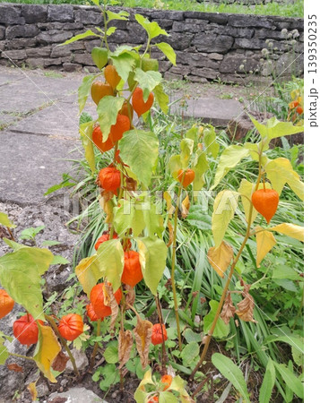 Physalis plant with bright orange lantern fruits in a lush garden setting Physalis plant with bright orange lantern fruits in a lush garden setting 139350235