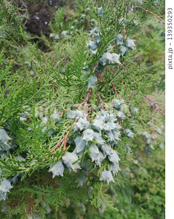 Close-up of cypress cones on green evergreen branch in natural garden 139350293