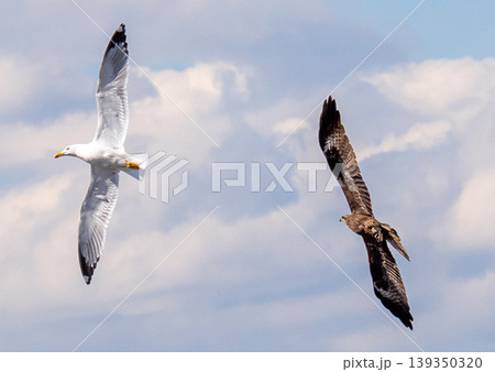 Gull and black kite 139350320