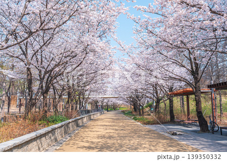 Seoul, South Korea - Apr. 02, 2026 : Scenic Spring Landscape of Cherry Blossom Path in Seoul Forest Seoul, South Korea - Apr. 02, 2026 : Scenic Spring Landscape of Cherry Blossom Path in Seoul Forest 139350332