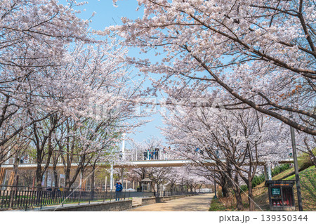 Seoul, South Korea - Apr. 02, 2026 : Scenic Spring Landscape of Cherry Blossom Path in Seoul Forest Seoul, South Korea - Apr. 02, 2026 : Scenic Spring Landscape of Cherry Blossom Path in Seoul Forest 139350344