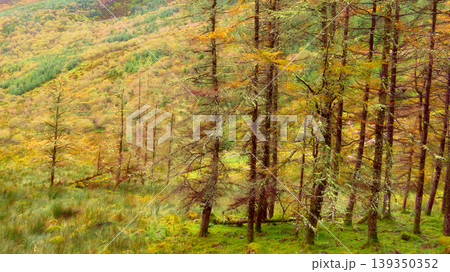 Dense forest floor covered in moss and tall grass, framed by trees with ethereal golden-green lichen and leaves. Dense forest floor covered in moss and tall grass, framed by trees with ethereal golden-green lichen and leaves. 139350352